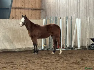 hästar Vackert tvåårigt sto - Annons 17