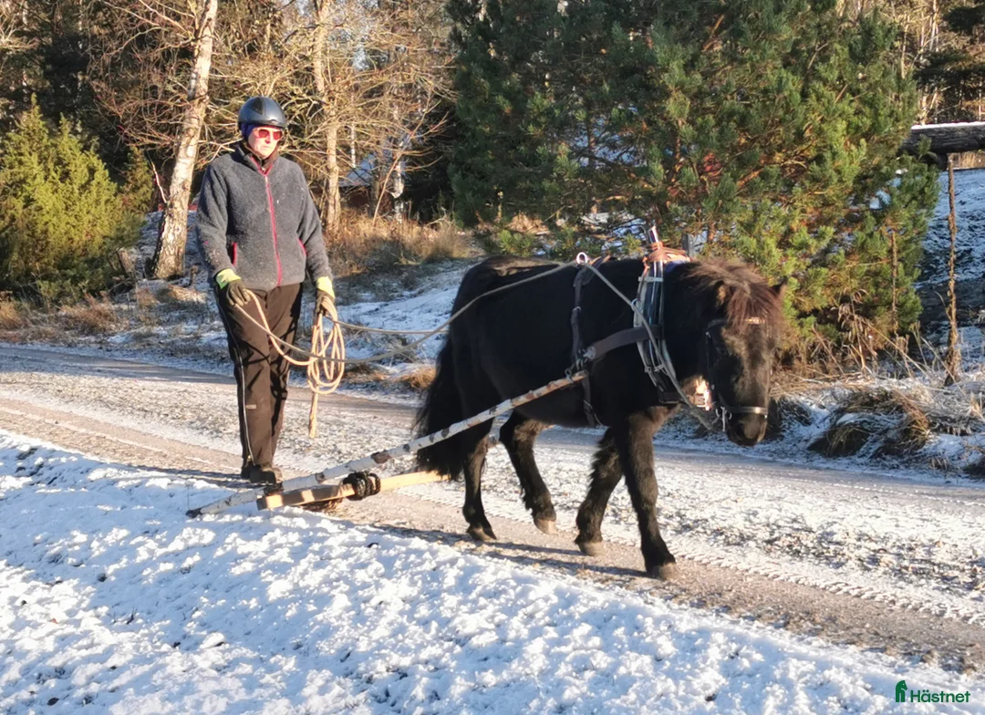 Körning hästar till salu: Bruksvalack i Vreta Kloster - Annons 2