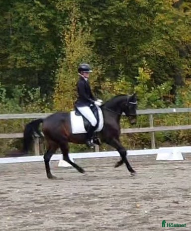 hästar i Charlottenberg - Annons 2
