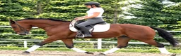 Allround hästar till salu: Top Silesian Model-movement and quality  - Annons 11
