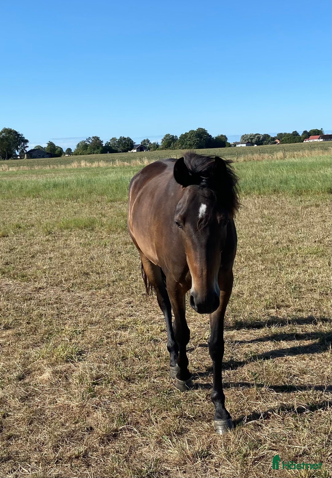 Trav hästar till salu: Distans- eller familjehäst? i Klagstorp - Annons 3