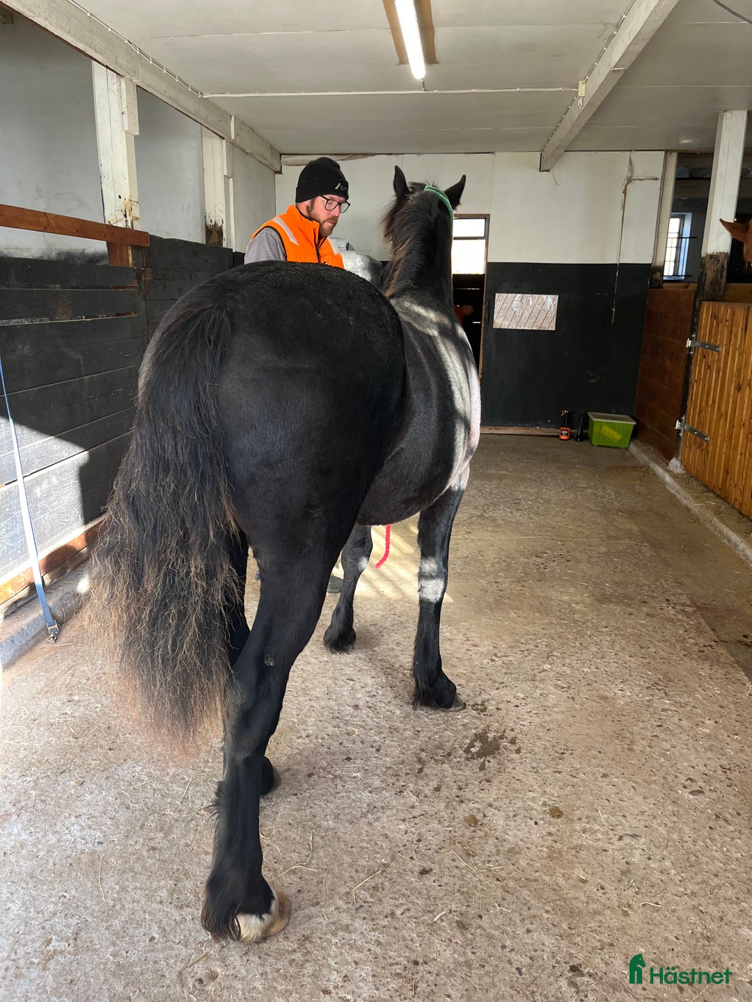 Allround hästar till salu: Snygg, svart hingst i Åtvidaberg - Annons 3