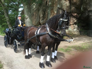 Körselar körning till salu: Collerselar i Rödeby - Annons 1
