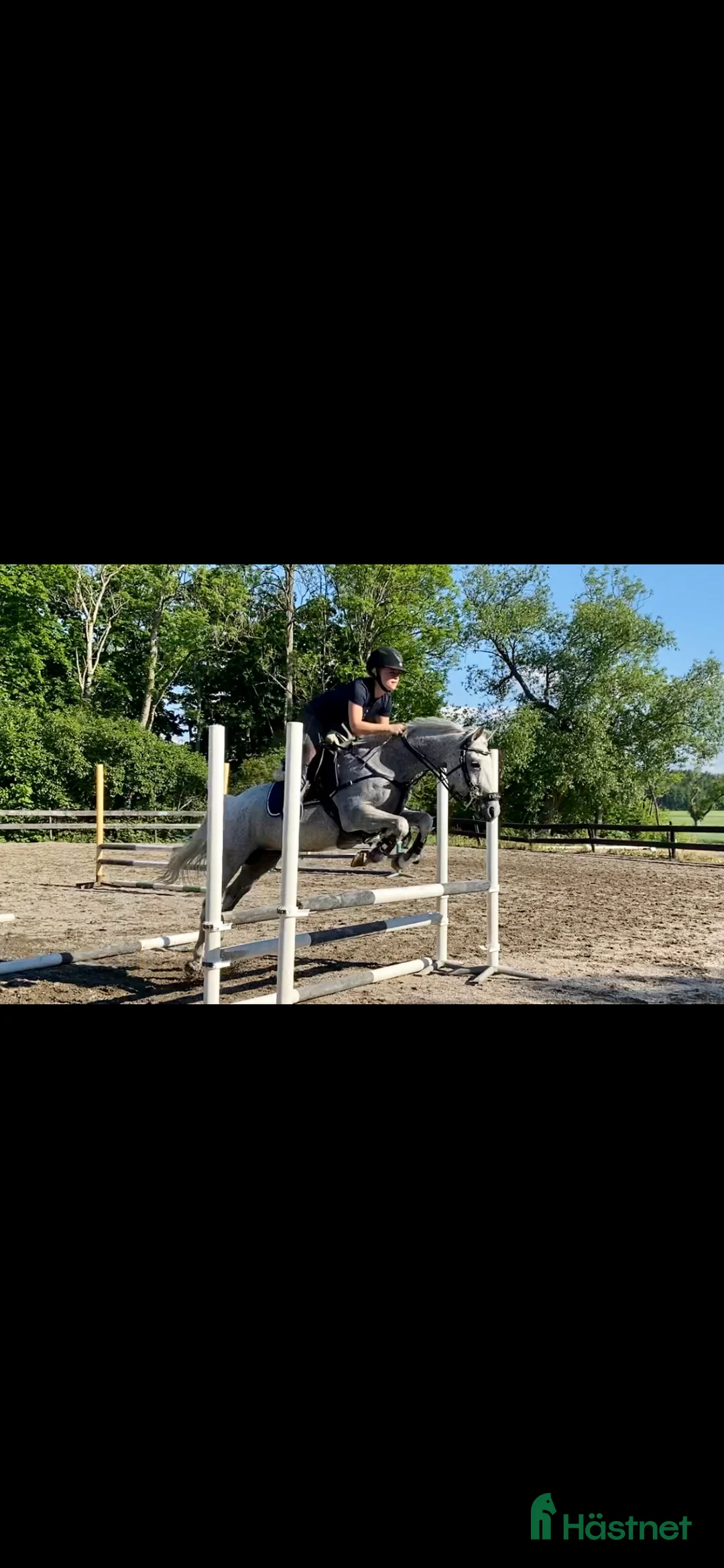 Allround hästar till salu: Speciellt sto för allround  i Eskilstuna - Annons 4