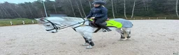 Allround hästar till salu: D-ponnyvalack säljes - Annons 3