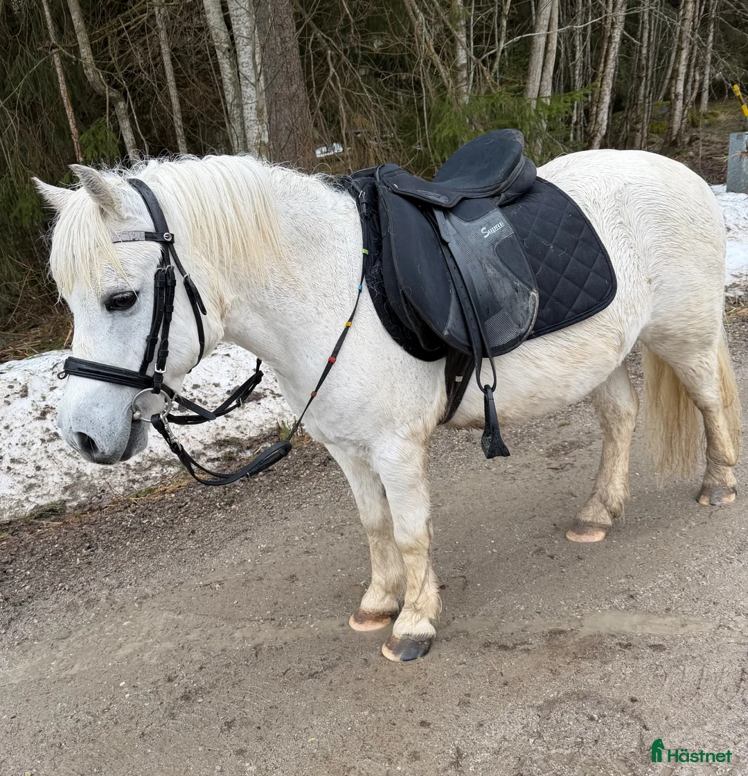 Allround hästar till salu: Barnkär genomsnäll valack f-11 - Annons 1