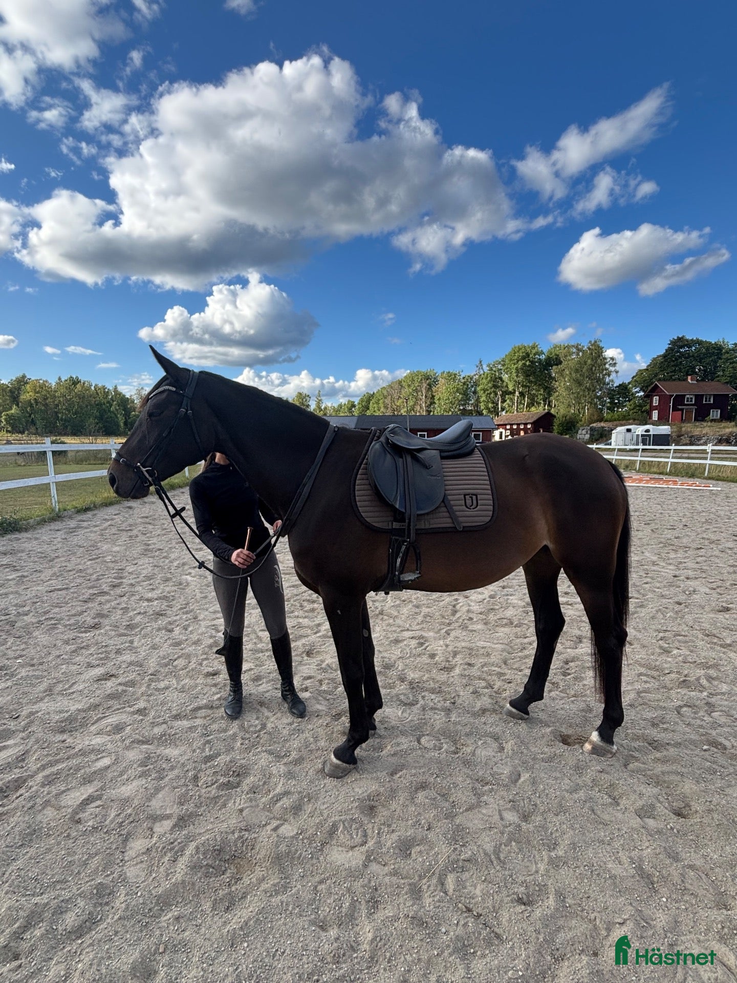  hästar Unghäst till salu - Annons 13