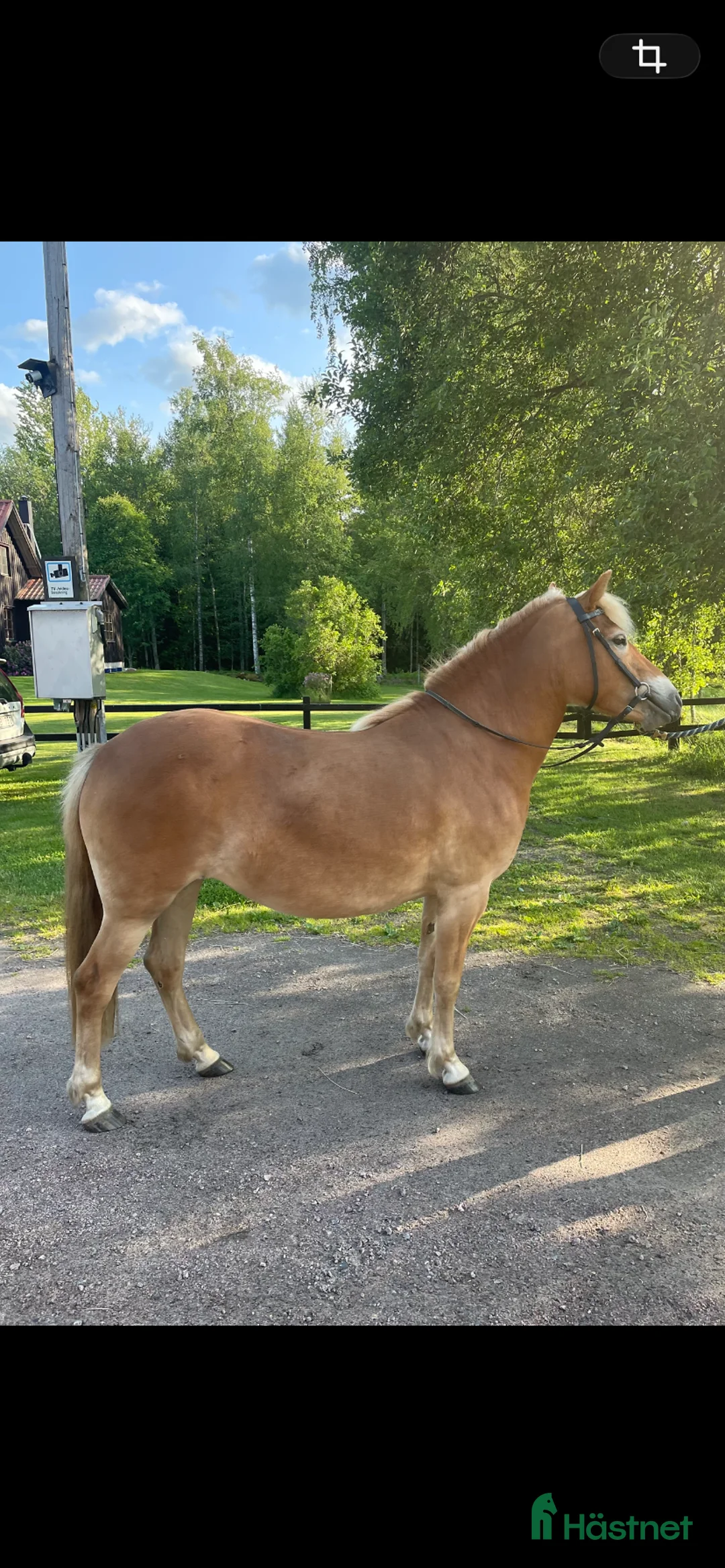 Allround hästar till salu: Fint Gotlandsruss  - Annons 1