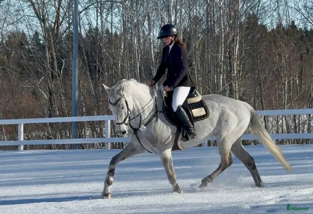 Allround hästar till salu: Fin hopphäst med bra gång  i Sala - Annons 9