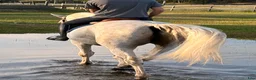 Allround hästar till salu: Okomplicerade allround häst 🐴 - Annons 5