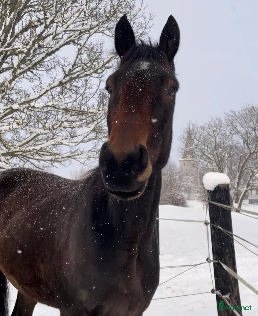 Trav hästar till salu: Fodervärd sökes på Gotland i Romakloster - Annons 2