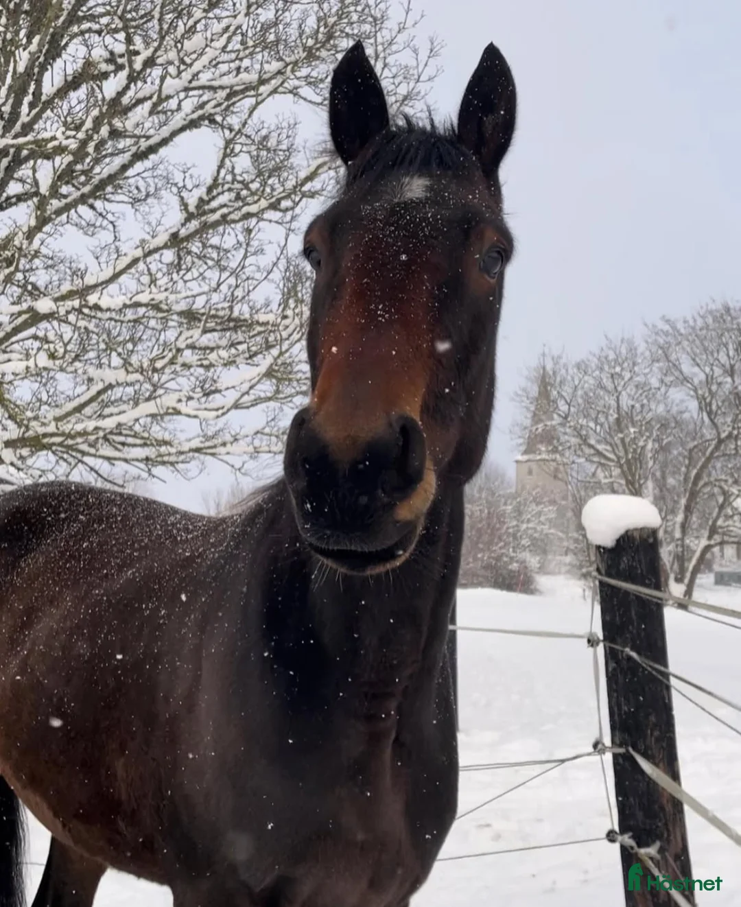 Trav hästar till salu: Fodervärd sökes på Gotland i Romakloster - Annons 2