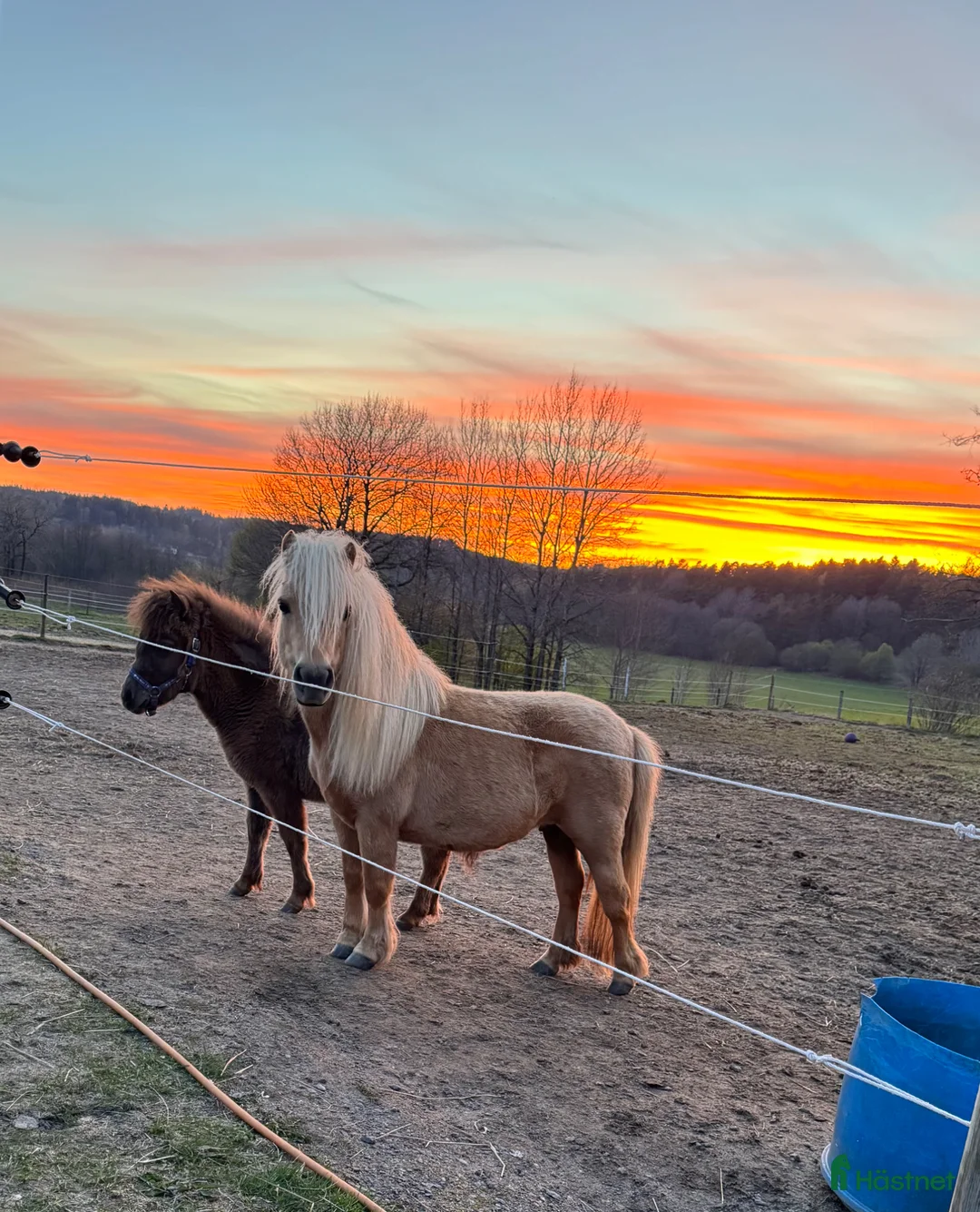 Allround hästar till salu: Arbetsglad shettis sto - Annons 2