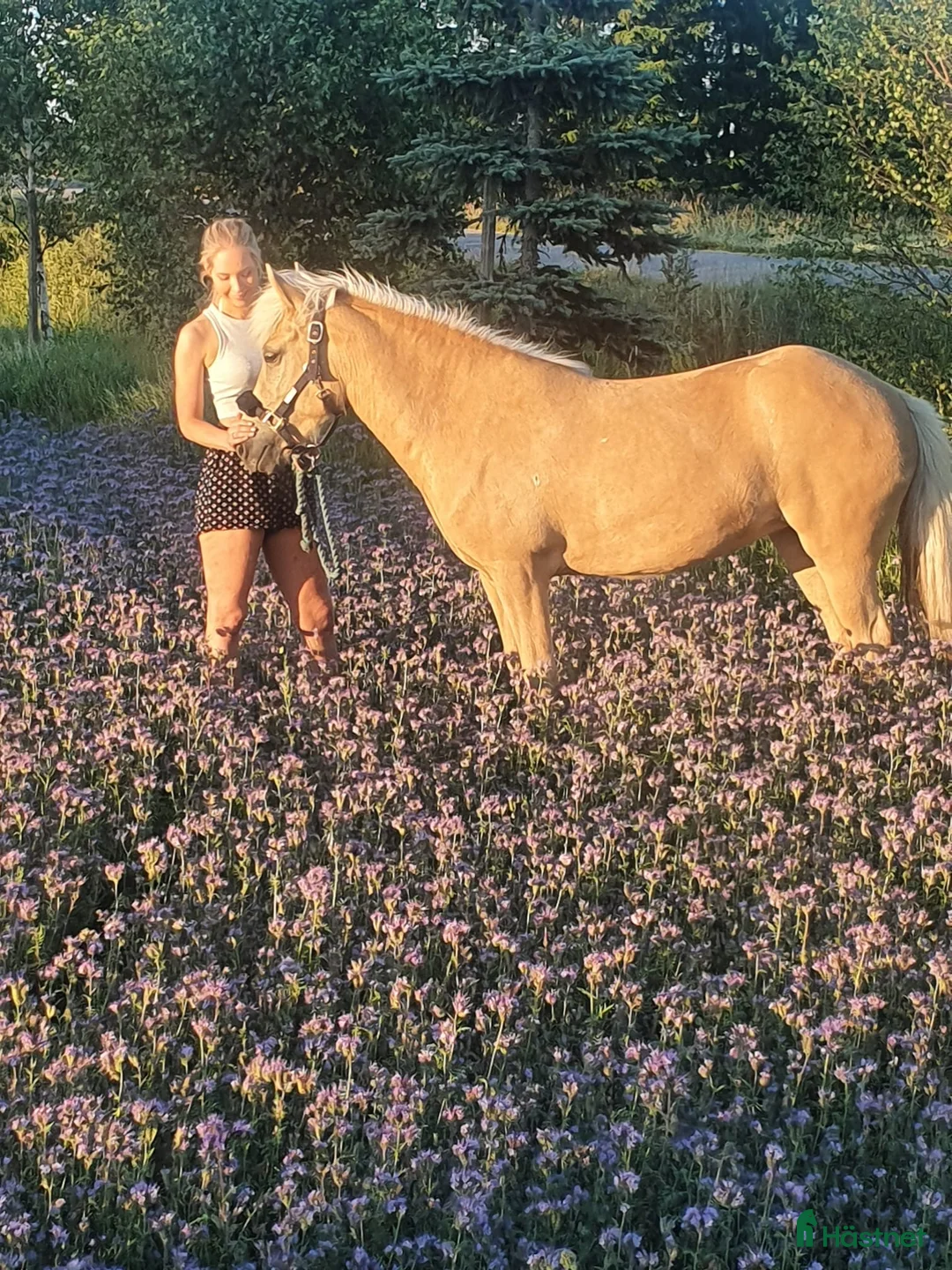  foderhäst sökes: Sällskapshäst sökes på foder i Sala - Annons 1