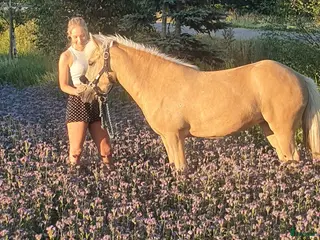 foderhäst Sällskapshäst sökes på foder - Annons 1