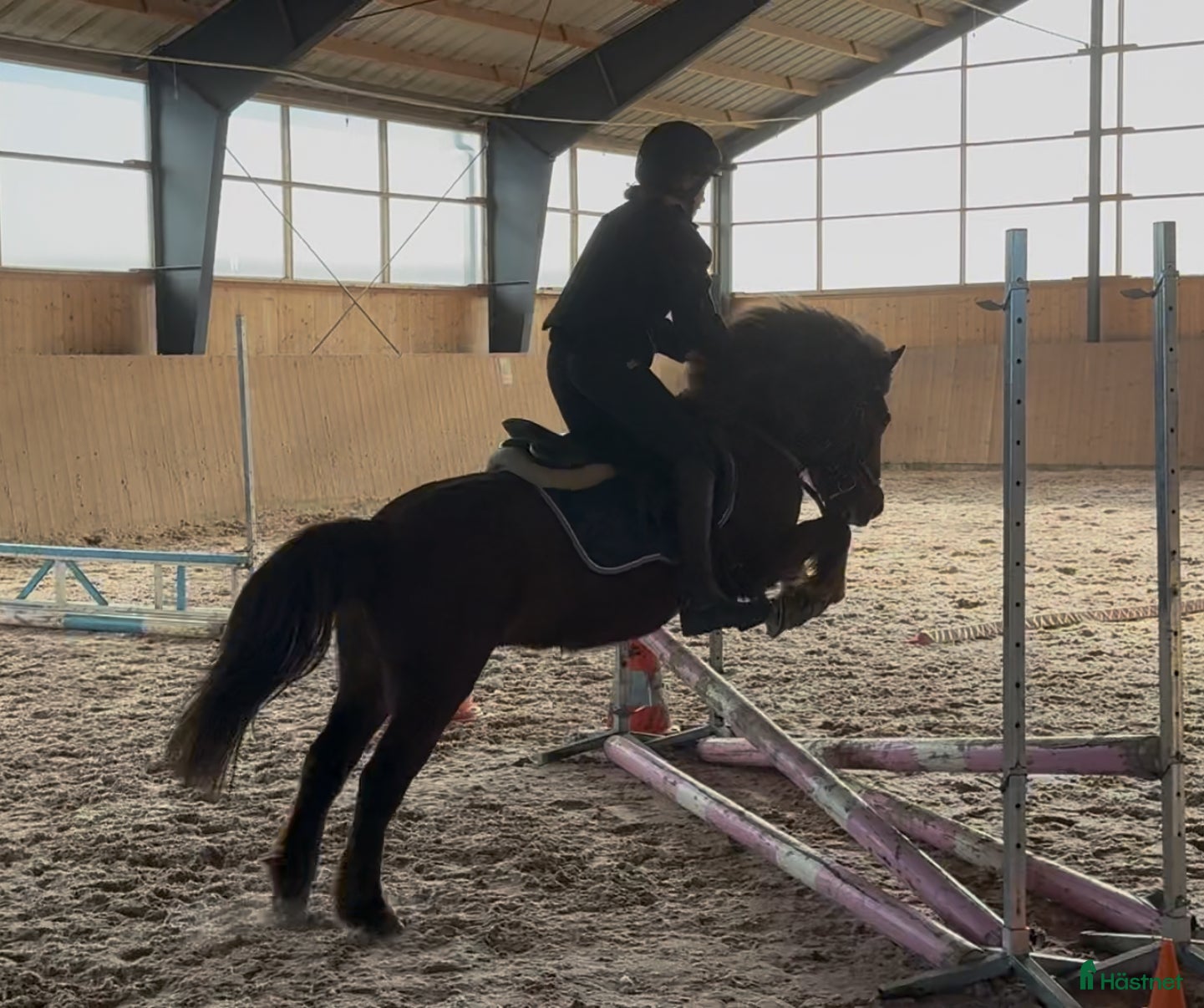  hästar Härlig B-Ponny - Annons 15