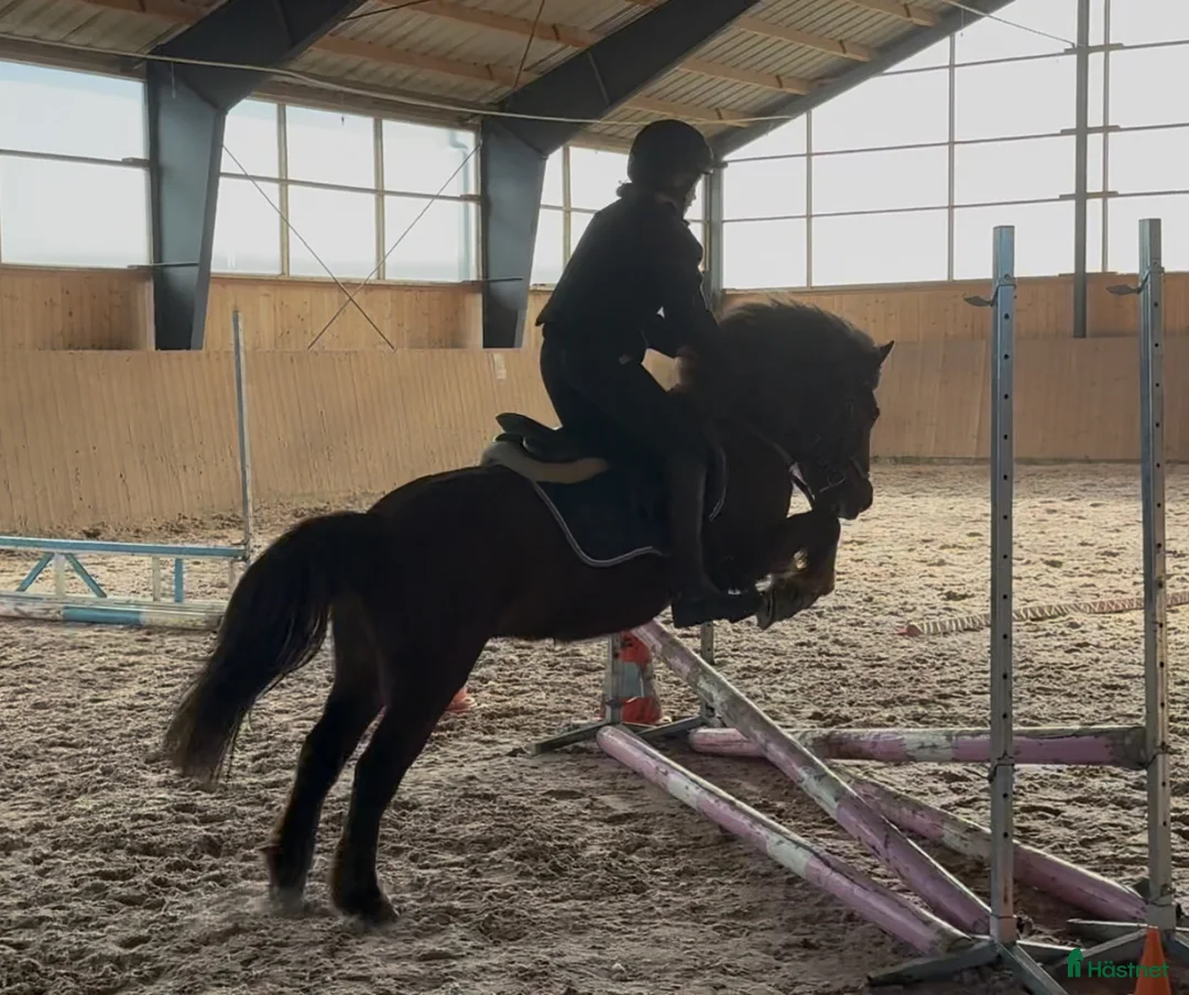 Allround hästar till salu: Härlig B-Ponny - Annons 1