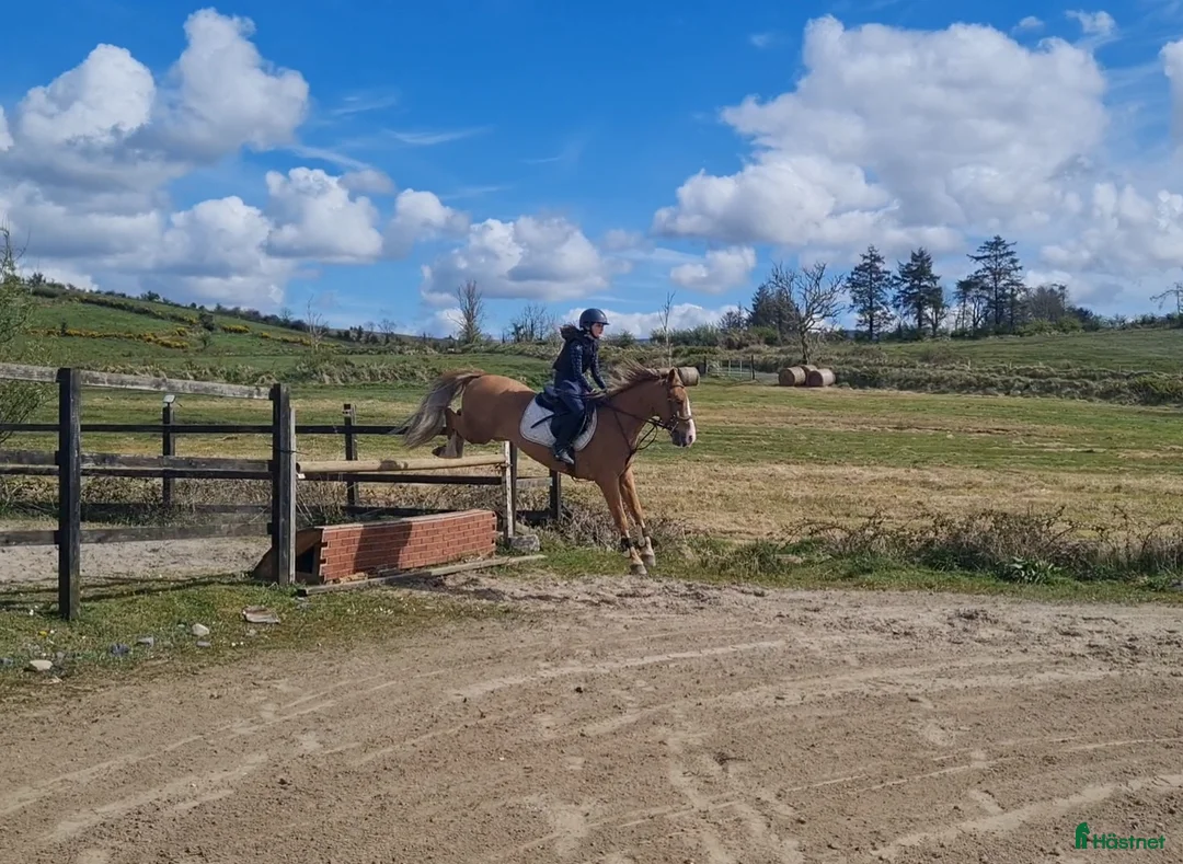 Dressyr hästar till salu: Equestrian holiday in Ireland  - Annons 3