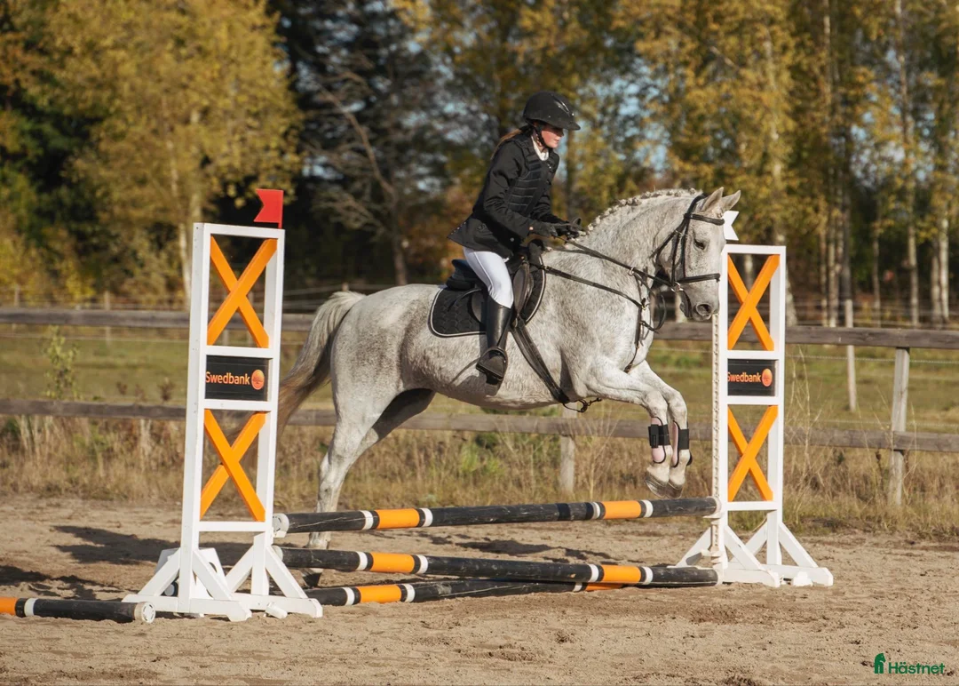 Hoppning hästar till salu: Hoppglad tjej med egen motor i Hova - Annons 3