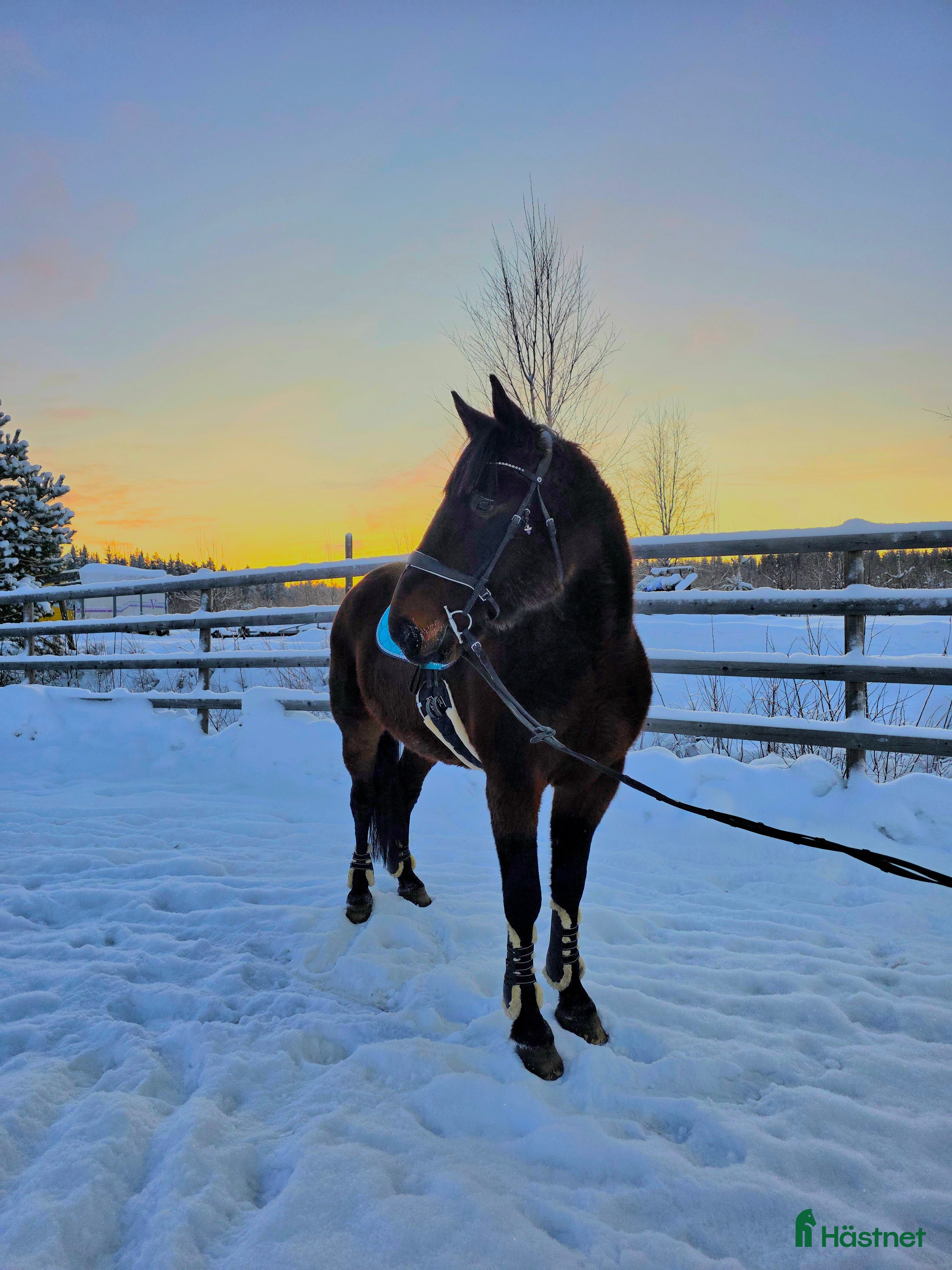  hästar ☆ Sox ☆ i Lycksele - Annons 6