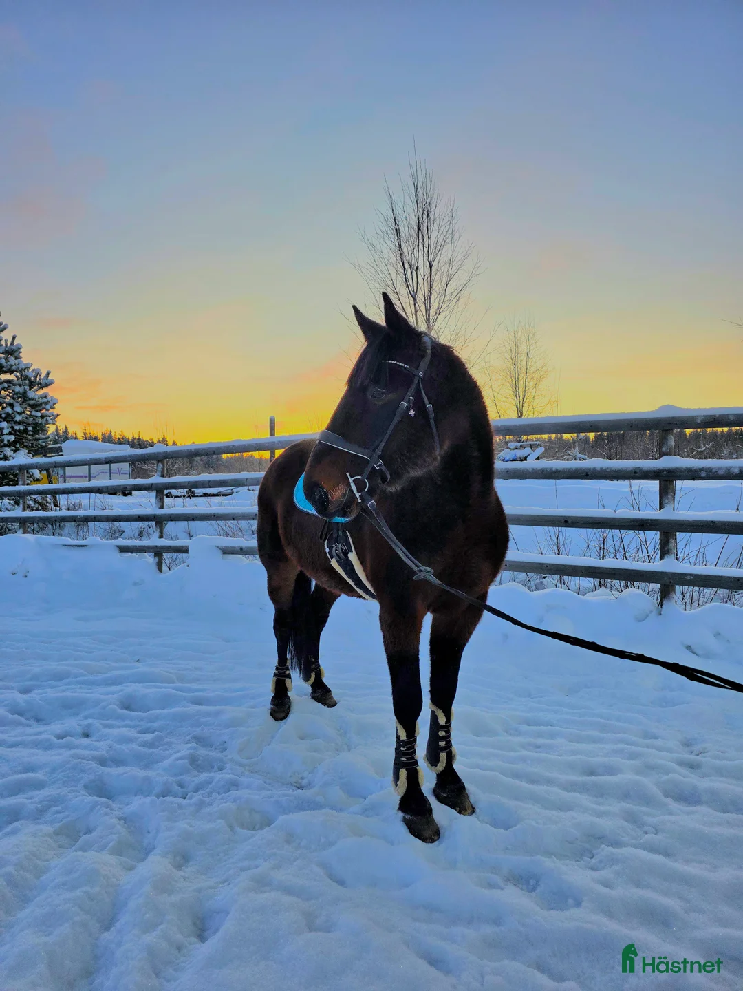 Övrigt hästar till salu: ☆ Sox ☆ i Lycksele - Annons 1