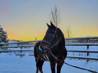 hästar ☆ Sox ☆ i Lycksele - Annons 6