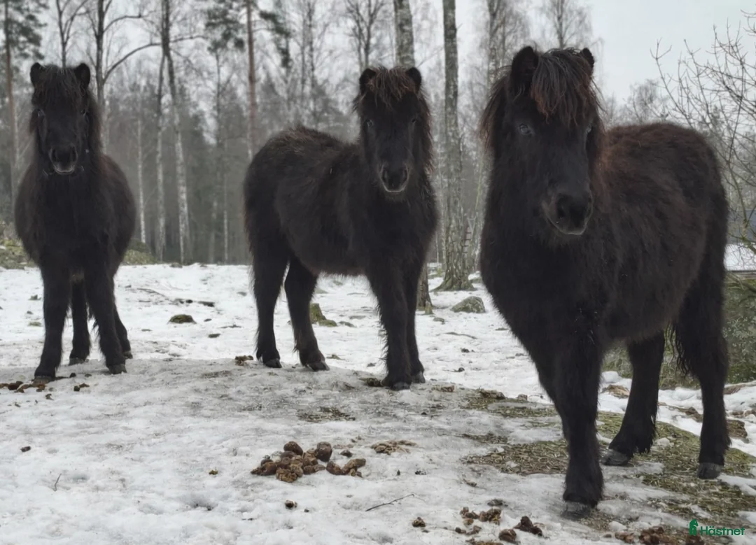 Körning hästar till salu: Ettåring i Vreta Kloster - Annons 5
