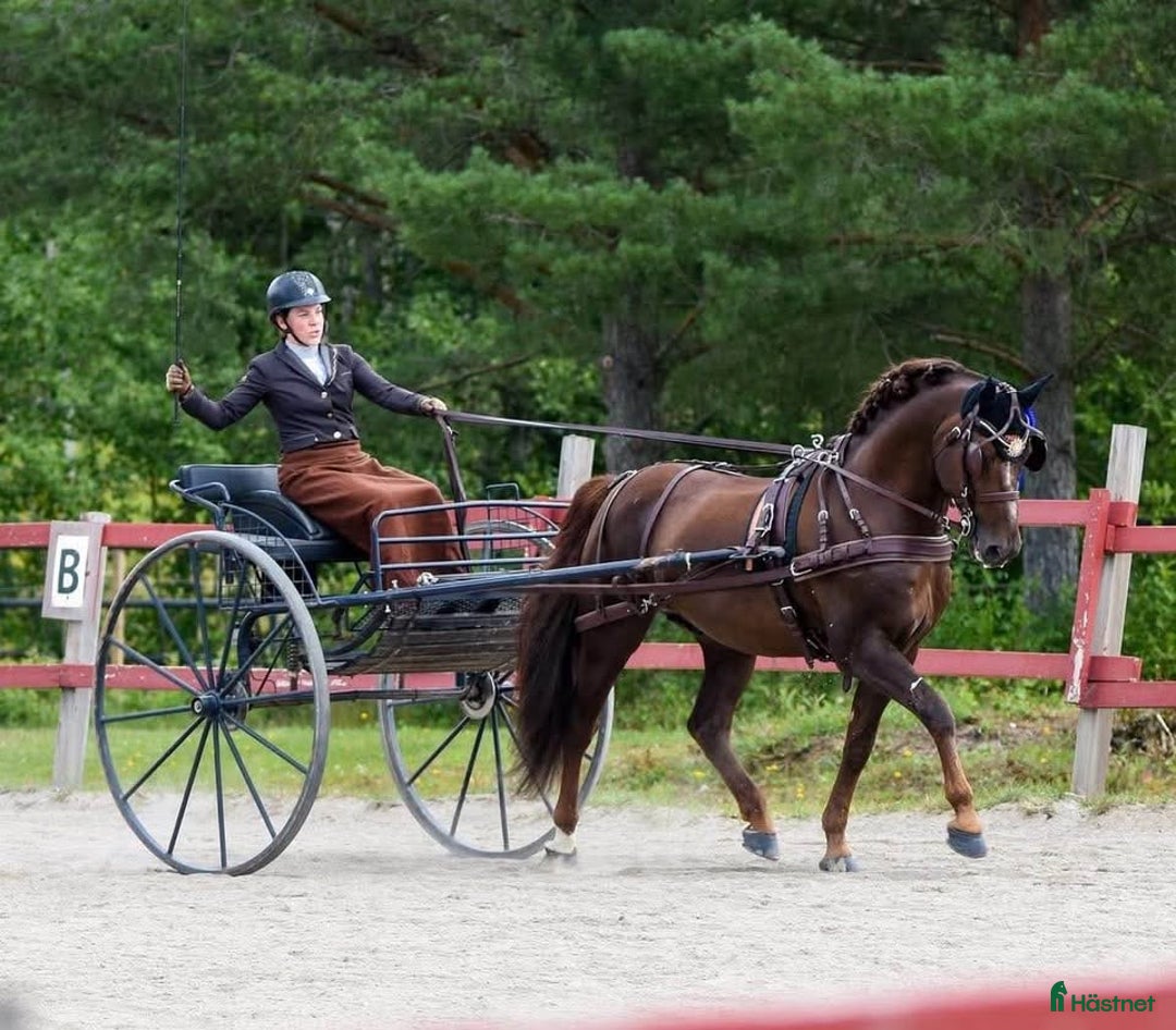 Körvagnar körning till salu: Mörkblå gigg för häst/maxad D i Fagersta - Annons 3
