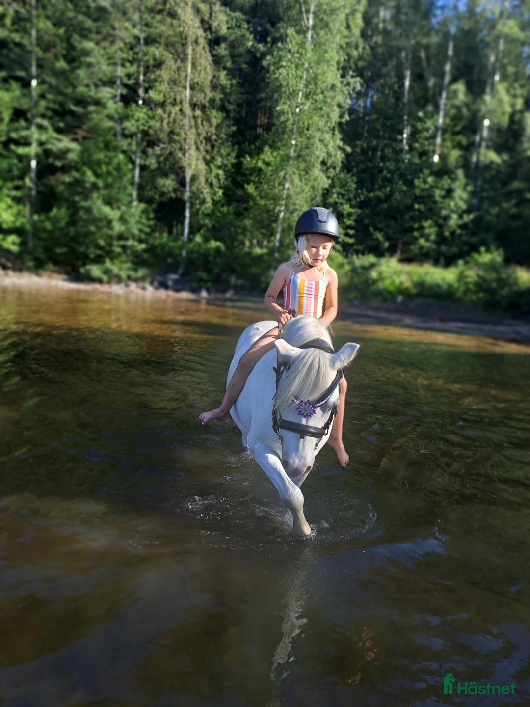 Körning hästar till salu: Socker Söt Ponny🌸 i Åmål - Annons 3