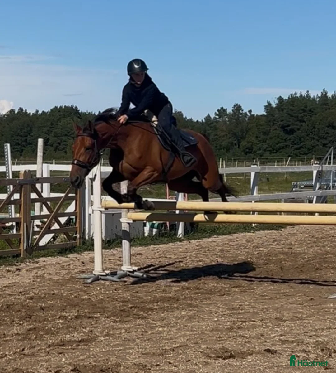 Allround hästar till salu: Märta i Visby - Annons 2