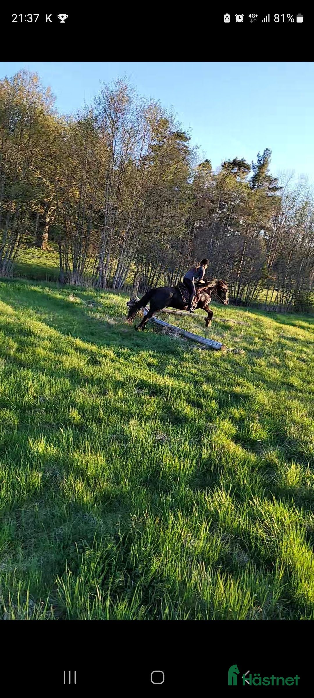  medryttarhäst sökes: Söker dig som gillar pyssel och mys i stallet i Grödinge - Annons 5