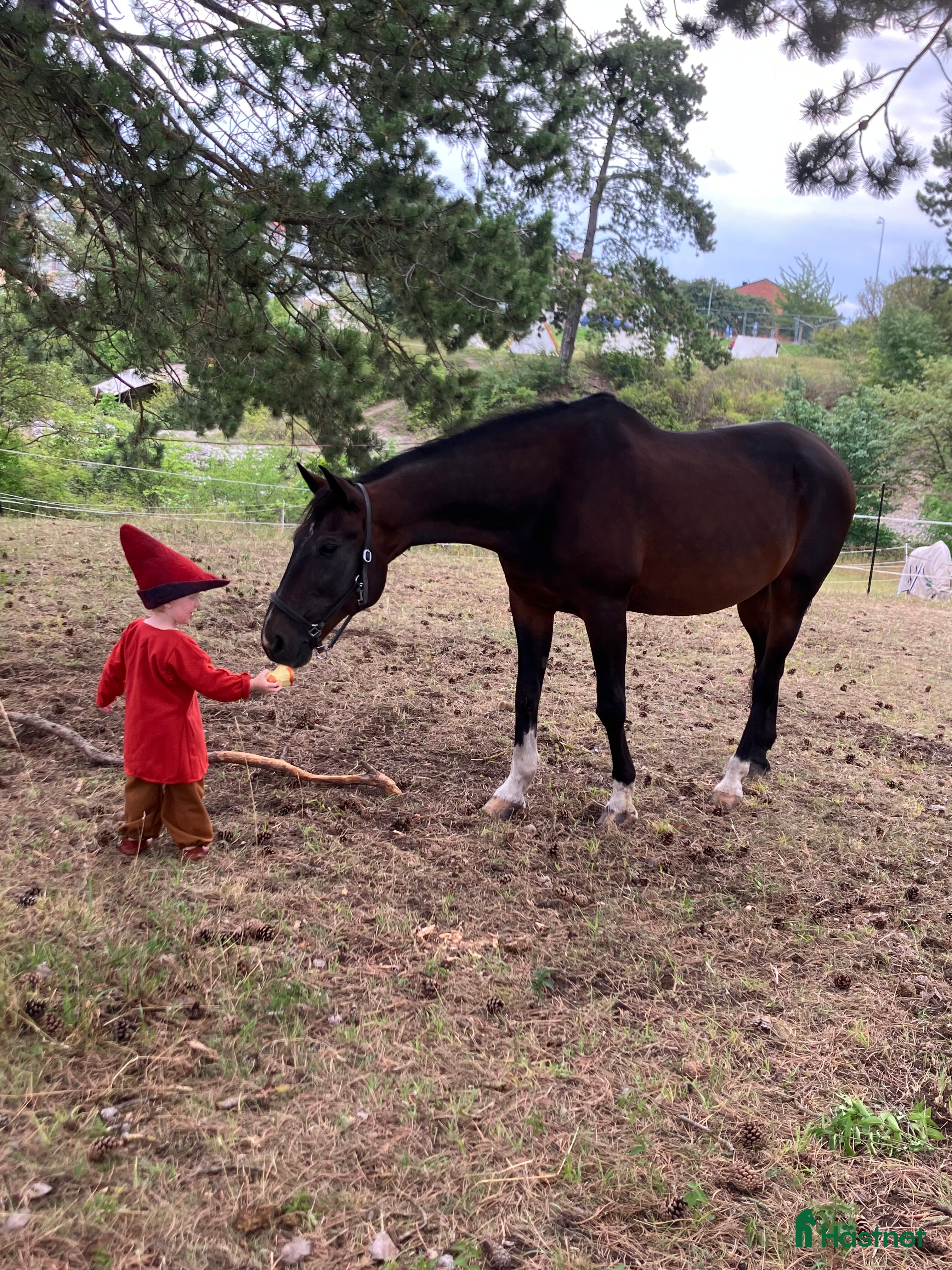  hästar Vår bästa vän lånas ut på foder i Garphyttan - Annons 17