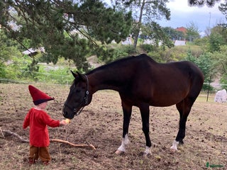 hästar Vår bästa vän lånas ut på foder i Garphyttan - Annons 12