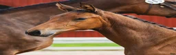 Hoppning hästar till salu: Exklusivt hingstföl med internationell hoppstam - Annons 2