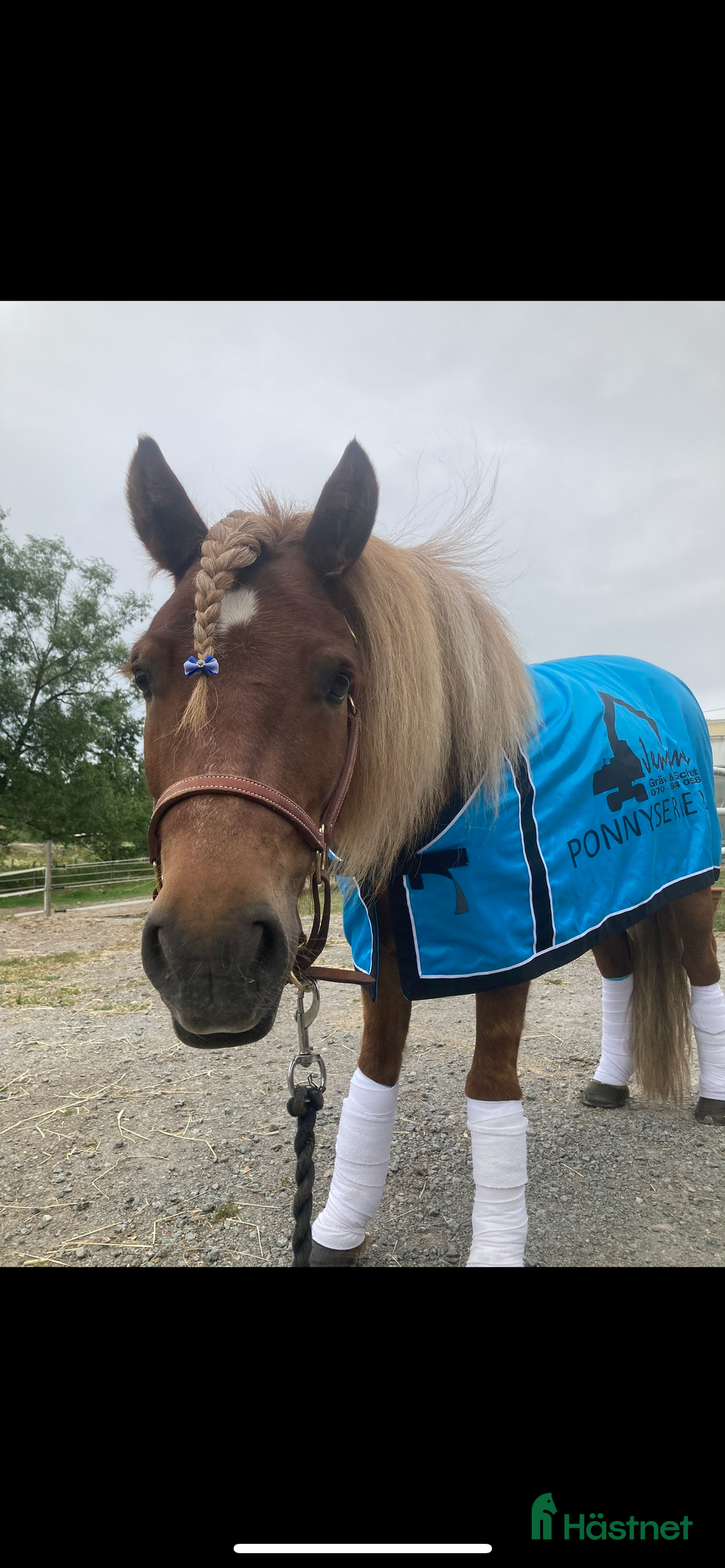 Trav hästar till salu: Trevliga, snälla och duktiga travponnys till salu i Örebro - Annons 8
