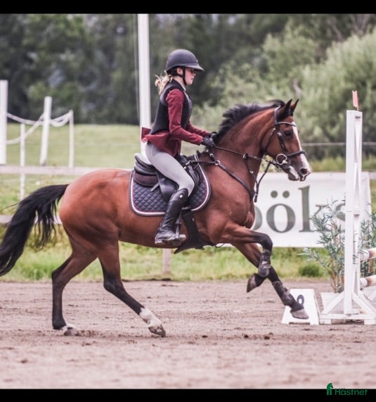  hästar Läromästare söker sitt nästa hem  - Annons 1