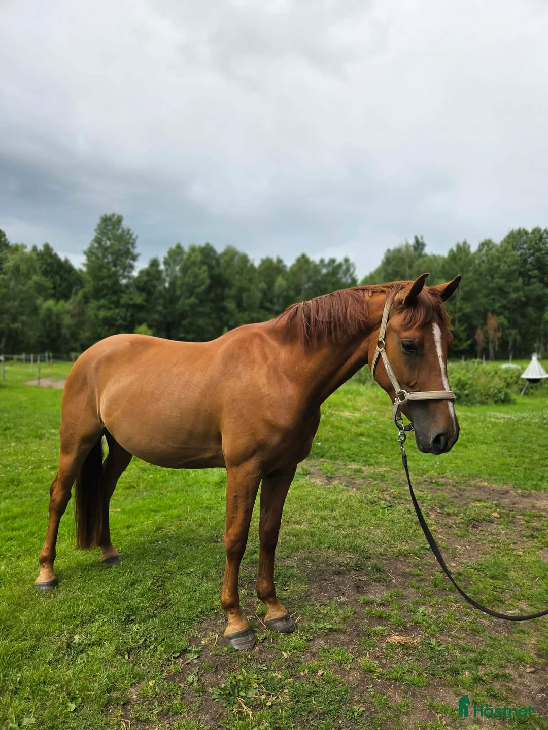 Allround hästar till salu: Fin och trevlig fyraåring  - Annons 1