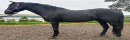 Working Equitation hästar till salu: Svart Lusitano med mycket utvecklingspotential i Sörbygden - Annons 4
