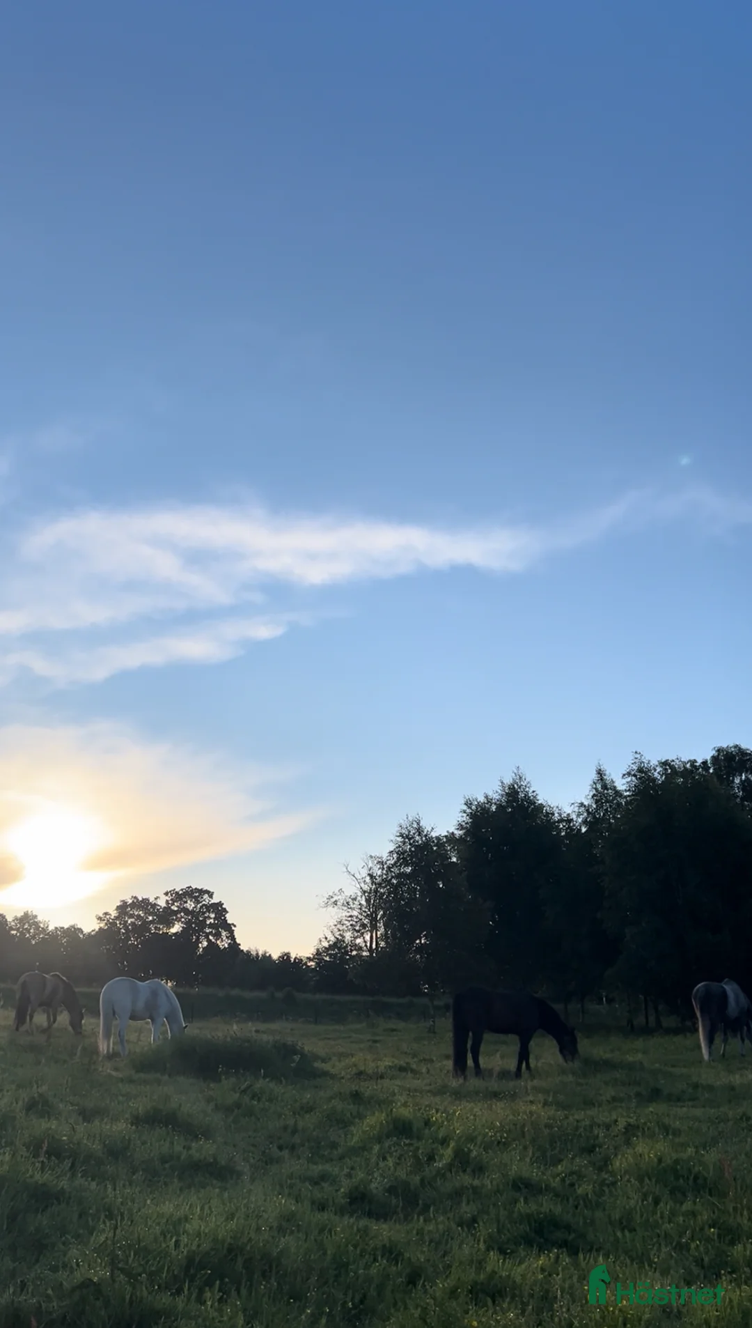  stallplats finnes: Plats för åring på sommarbete 2026 - Annons 2