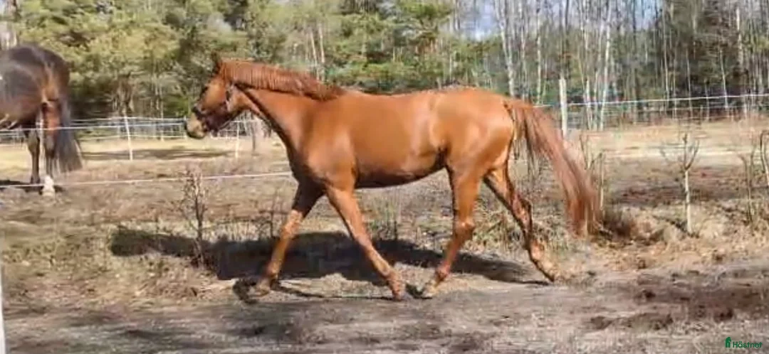 Dressyr hästar till salu: Fin treåring - Annons 2