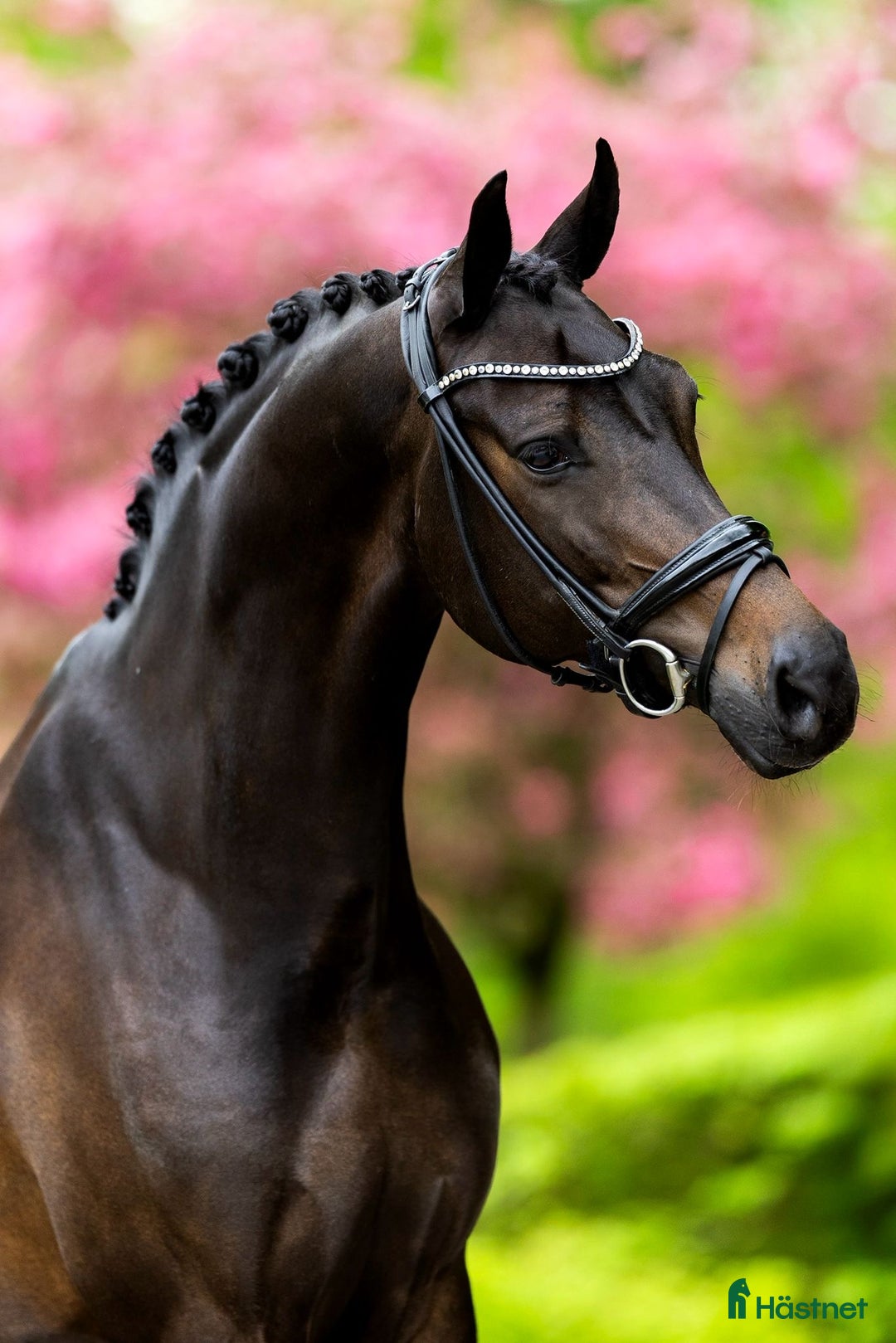  hästservice finnes: Vi har plats för en häst till i träning i Onsala - Annons 1