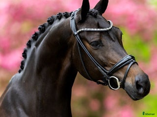 hästservice Vi har plats för en häst till i träning i Onsala - Annons 9