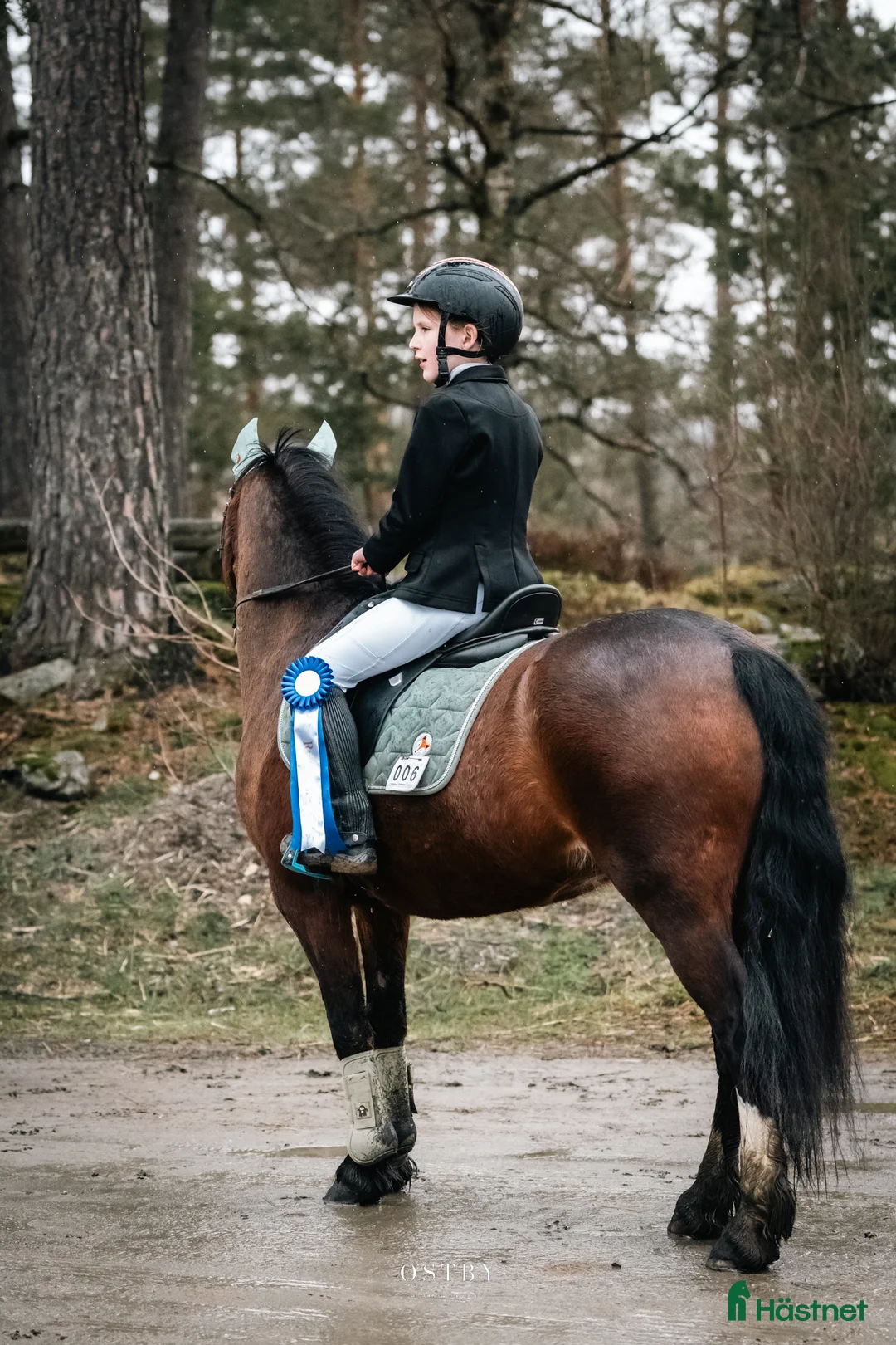 Allround hästar sökes: Allround B ponny søkes i Sørumsand - Annons 2