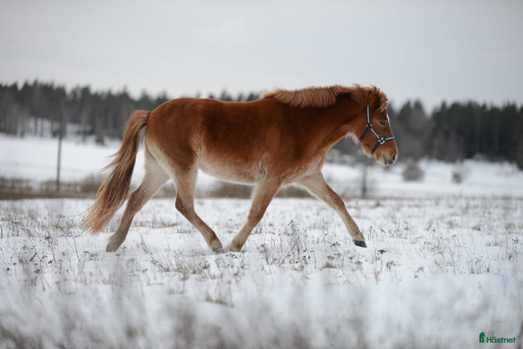 Övrigt hästar till salu: 9-årigt russ utlånas/säljes i Eskilstuna - Annons 2