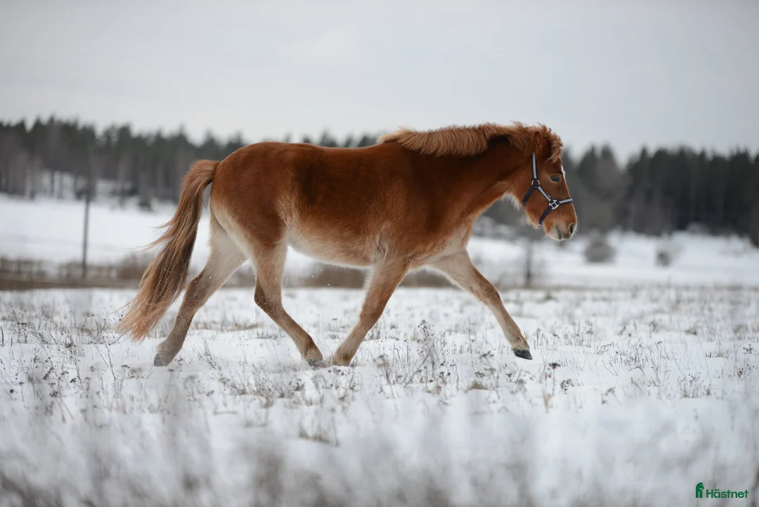 Övrigt hästar till salu: 9-årigt russ utlånas/säljes i Eskilstuna - Annons 2
