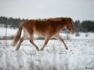 hästar 10-årigt russ utlånas/säljes i Eskilstuna - Annons 15