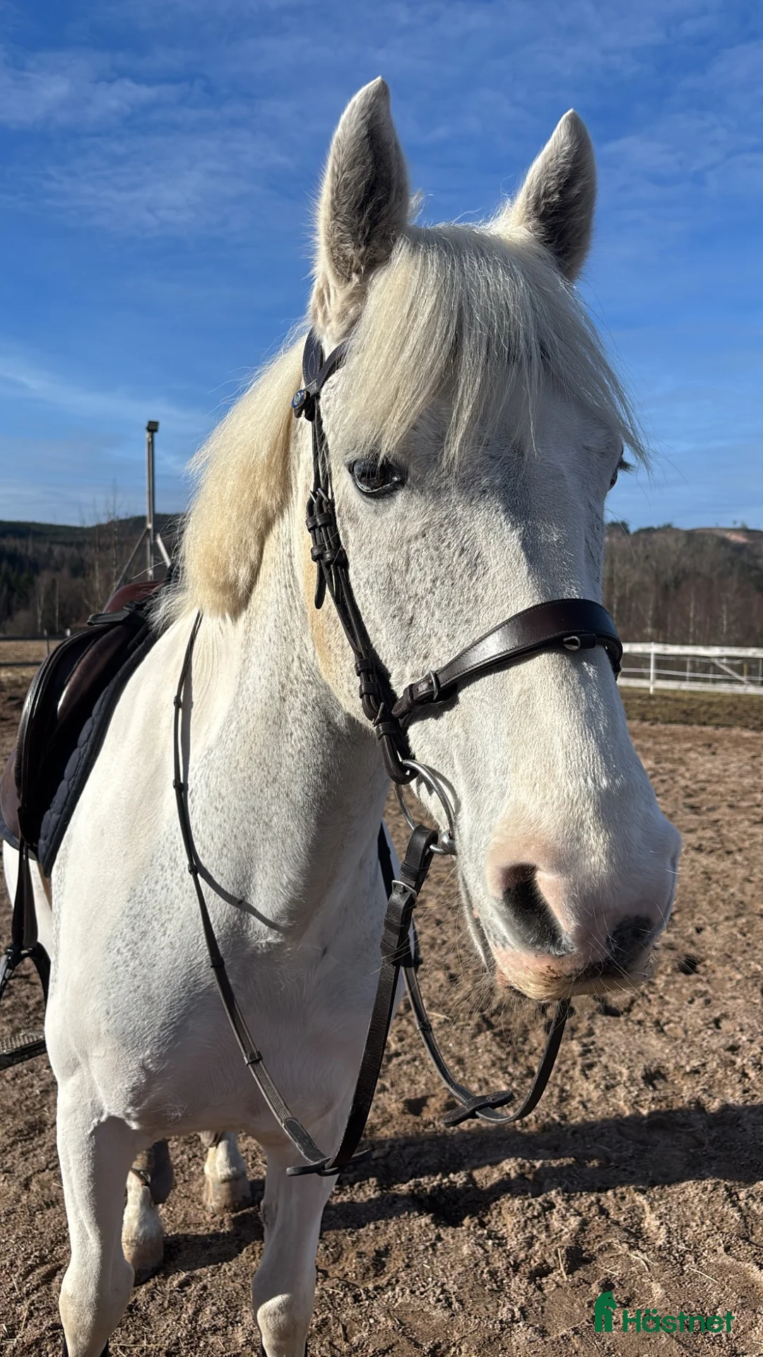 Allround hästar till salu: Snäll läromästare, bästa vän!  - Annons 2