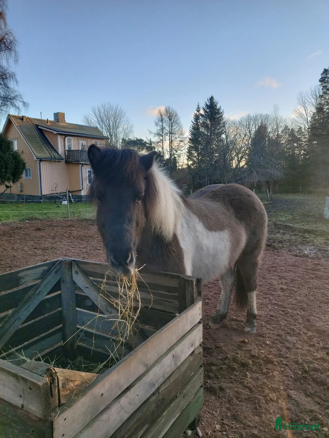 Allround hästar till salu: Social 5-gångare med personlighet på Åland i Grisslehamn - Annons 1