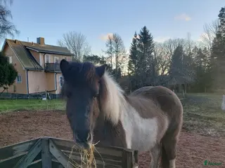 hästar Social 5-gångare med personlighet på Åland i Grisslehamn - Annons 12