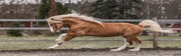 Hoppning hästar till salu: Fantastisk rutinerad hopp ponny maxad B - Annons 6